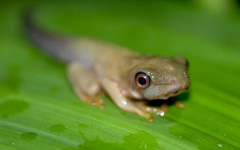 Red-Eyed Tree Frog Facts, Habitat, Lifespan, Diet, Pictures