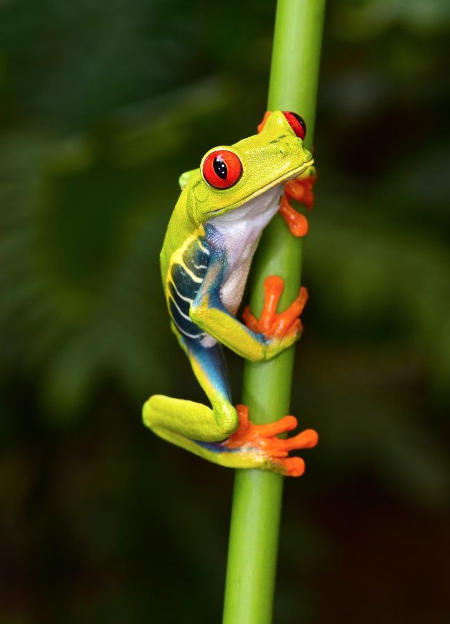 purple red eyed tree frogs
