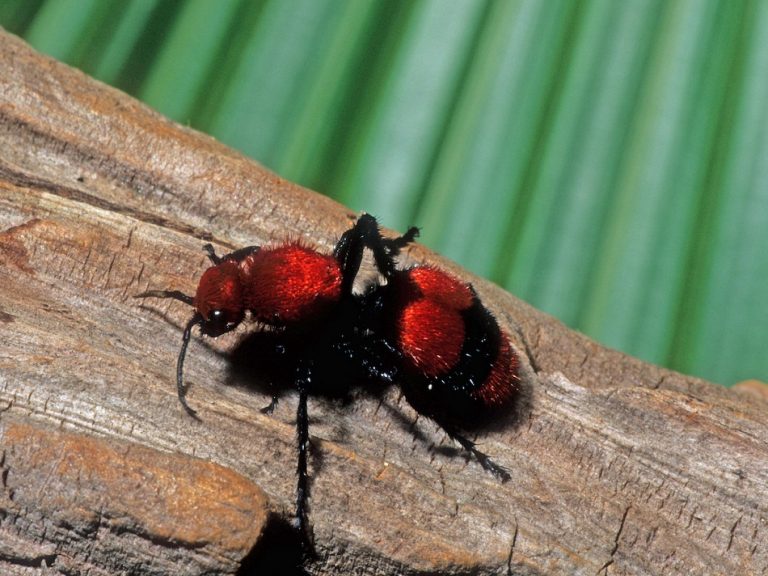 Red Velvet Ant Facts Sting Size Habitat Lifespan Pictures 7292