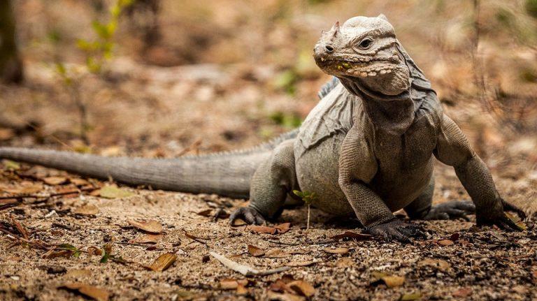 Rhino Iguana Facts, Habitat, Lifespan, Diet, with Picture