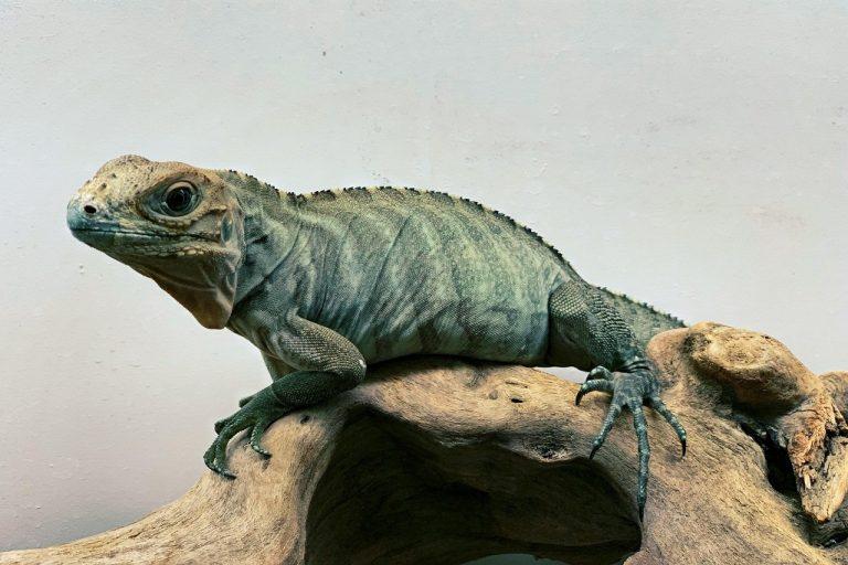 Rhino Iguana Facts, Habitat, Lifespan, Diet, with Picture