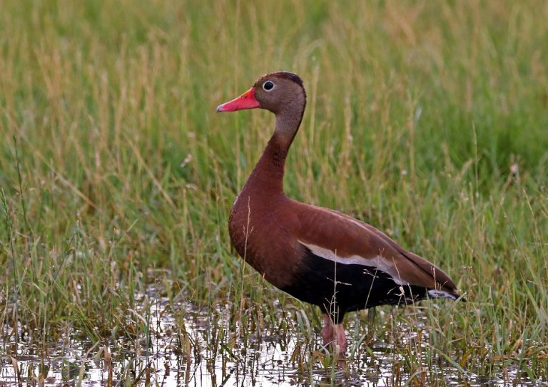 Black-bellied Whistling Duck Facts, Habitat, Lifespan, Pictures