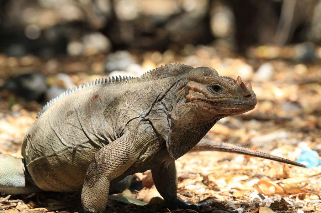 Rhino Iguana Facts, Habitat, Lifespan, Diet, with Picture