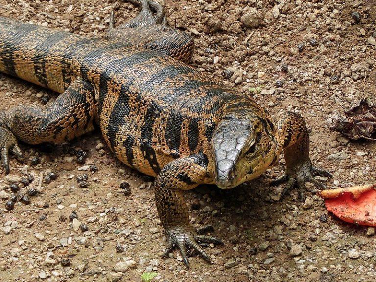 Gold Tegu Facts, Size, Habitat, Lifespan, Diet, with Pictures