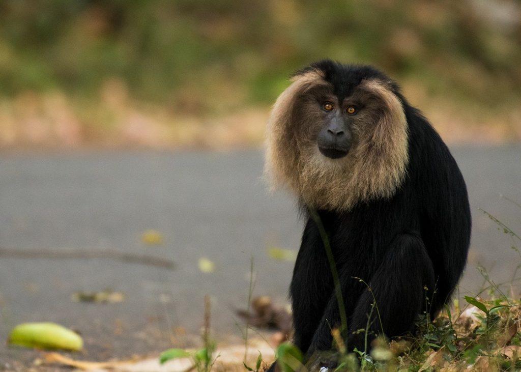 Lion-tailed Macaque Facts, Habitat, Adaptations, Pictures