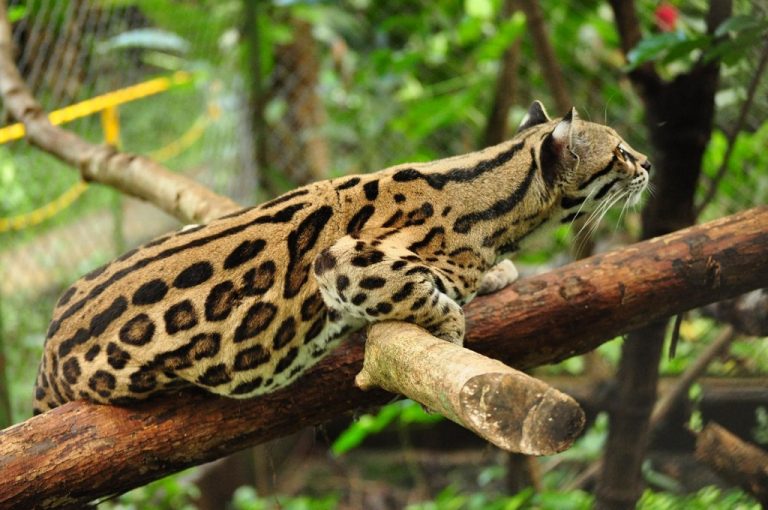 Margay Cat Facts, Size, Habitat, Diet, Kitten, with Pictures