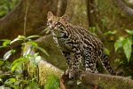 Margay Cat Facts, Size, Habitat, Diet, Kitten, with Pictures