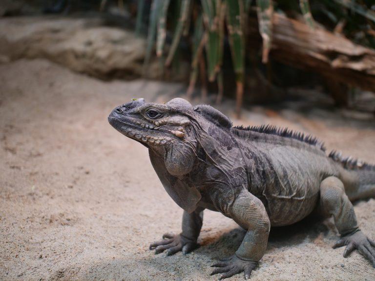 Rhino Iguana Facts, Habitat, Lifespan, Diet, with Picture