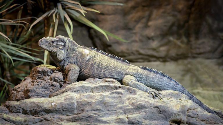 Rhino Iguana Facts, Habitat, Lifespan, Diet, with Picture