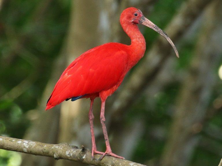 scarlet-ibis-facts-description-habitat-adaptations-pictures