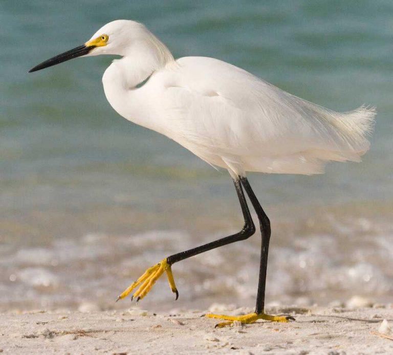 Snowy Egret Facts Habitat Migration Adaptations Pictures