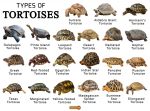 Tortoise Facts, Types, Classification, Habitat, Lifespan, Diet