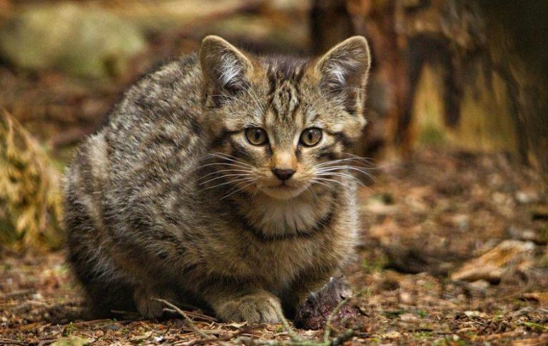 Wild Cat Facts, Types, Classification, Lifespan, Habitat, Diet, Pictures