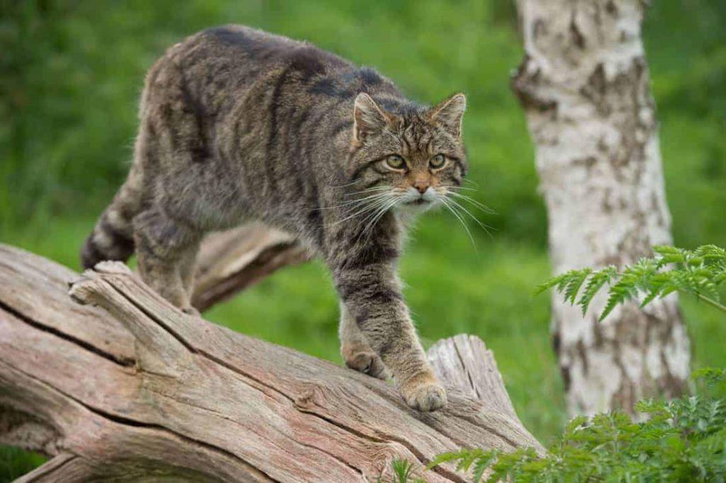 wild-cat-facts-types-classification-lifespan-habitat-diet