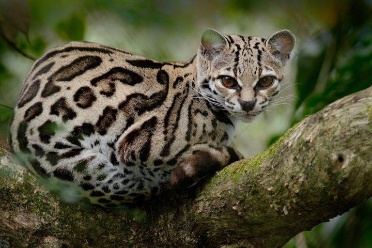 Wild Cat Facts, Types, Classification, Lifespan, Habitat, Diet