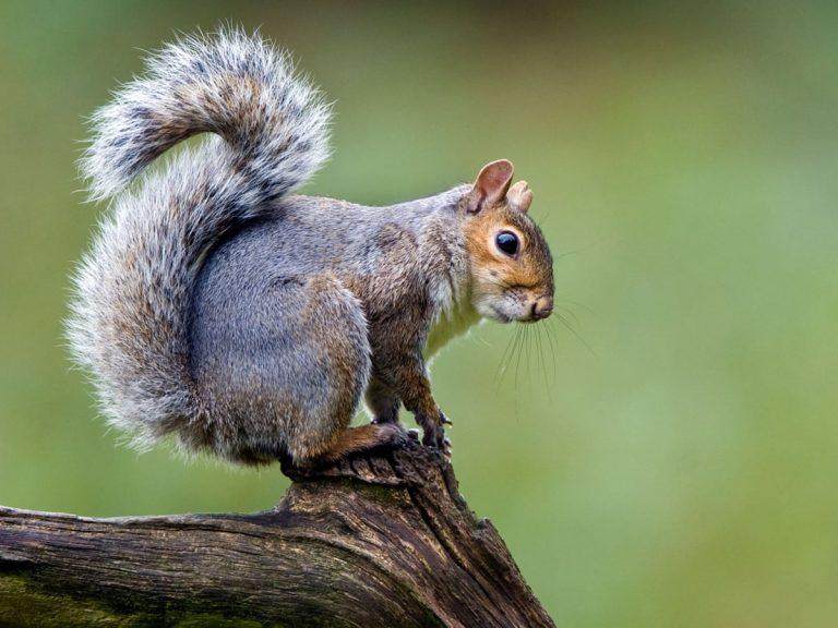 Squirrel Facts, Types, Diet, Lifespan, Habitat, Behavior