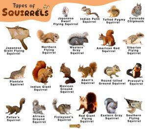 Squirrel Facts, Types, Diet, Lifespan, Habitat, Behavior