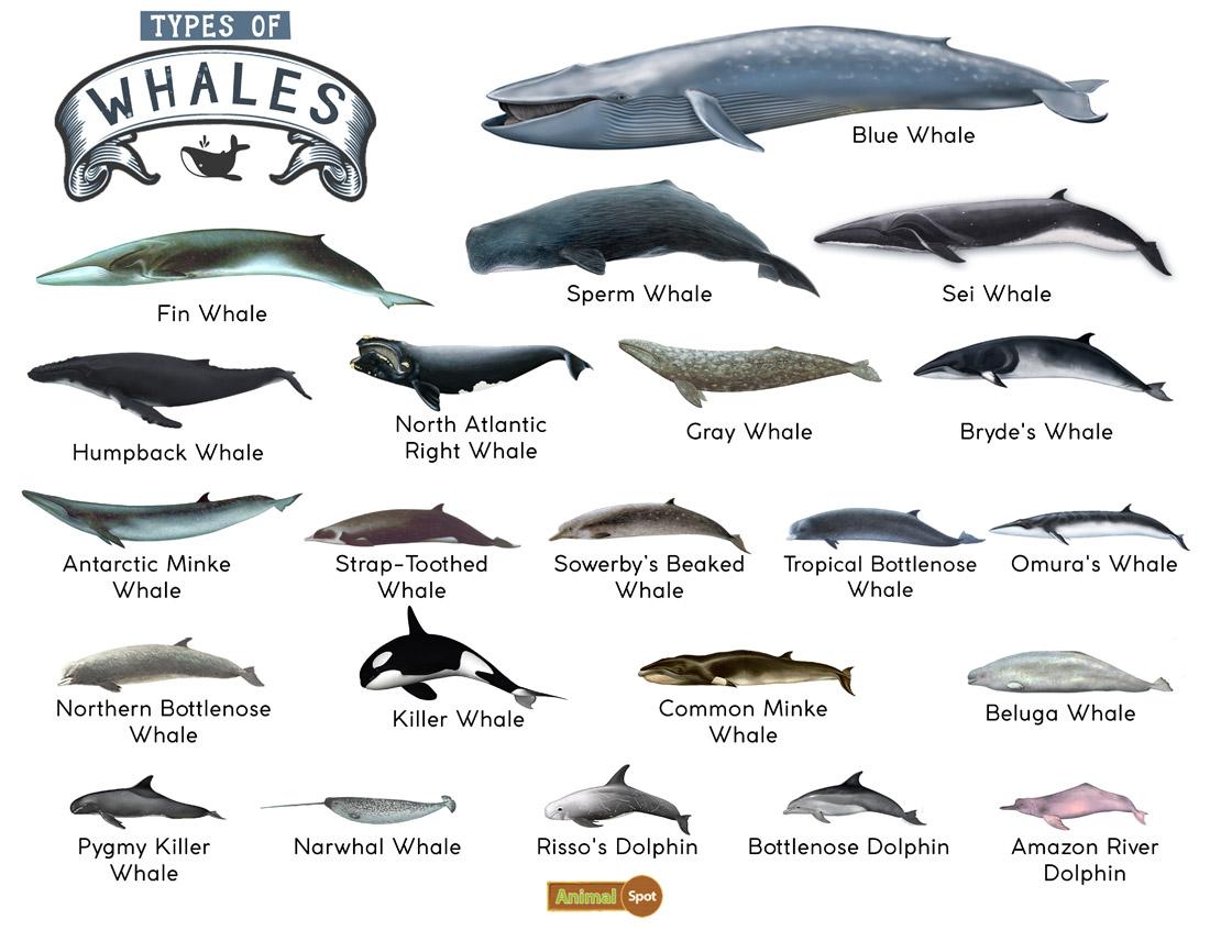 Beluga, Whales, Species