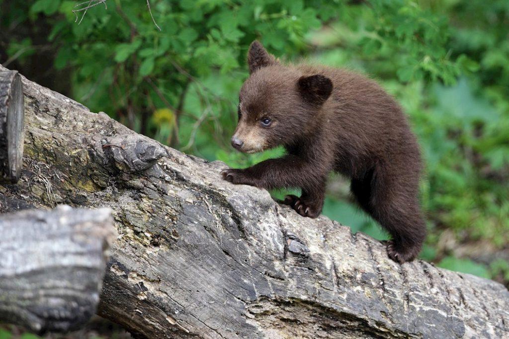 American Black Bear Facts, Habitat, Diet, Adaptations, Pictures