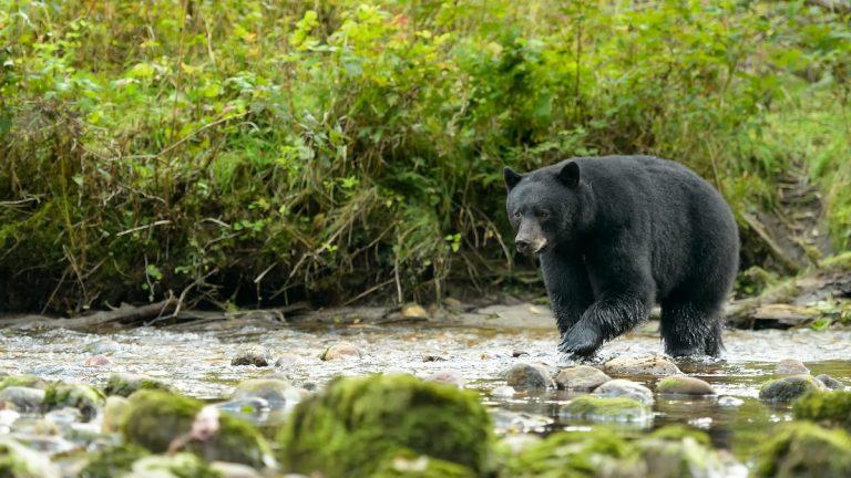 American Black Bear – Facts, Habitat, Diet, Adaptations, Pictures