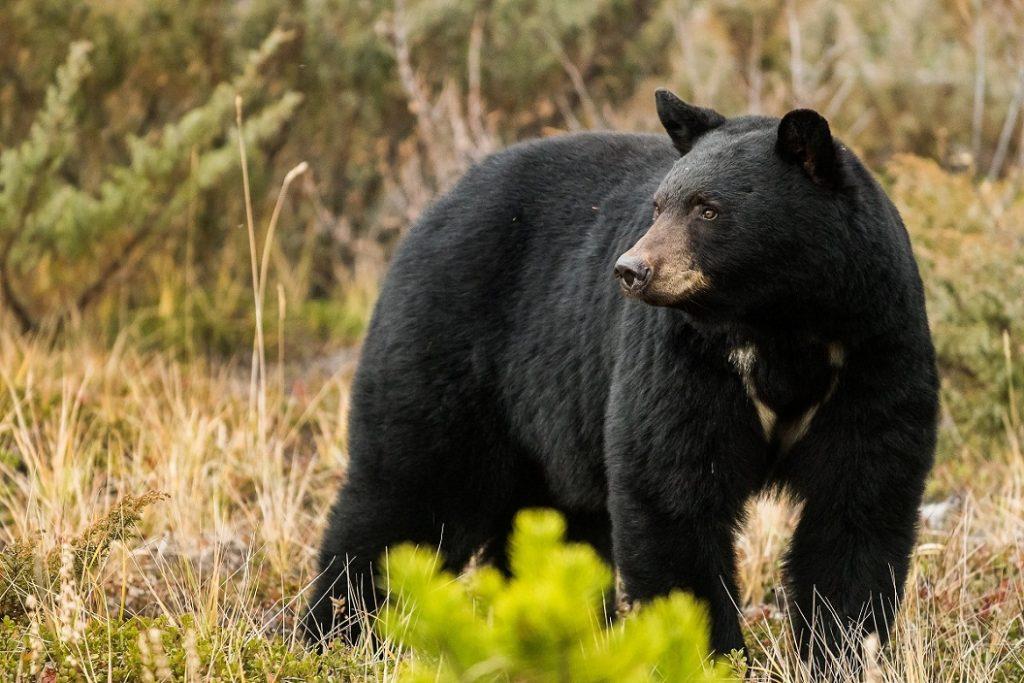 American Black Bear – Facts, Habitat, Diet, Adaptations, Pictures