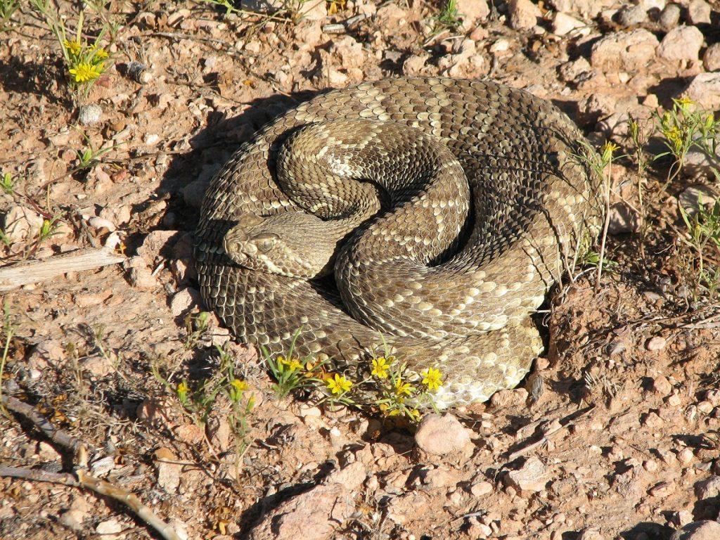 Mojave Green Rattlesnake Facts, Description, Range, Pictures