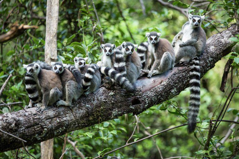 Ring Tailed Lemur – Facts, Habitat, Diet, Pictures