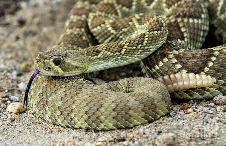 Mojave Green Rattlesnake Facts Description Range Pictures   Mojave Rattlesnake 768x496 