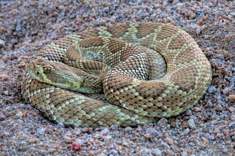 Mojave Green Rattlesnake Facts, Description, Range, Pictures