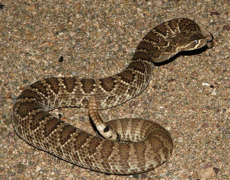 Mojave Green Rattlesnake Facts, Description, Range, Pictures