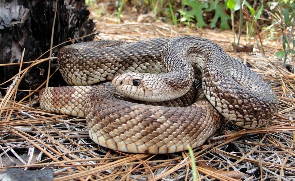 Pine Snake – Facts, Description, Habitat, Diet, Pictures