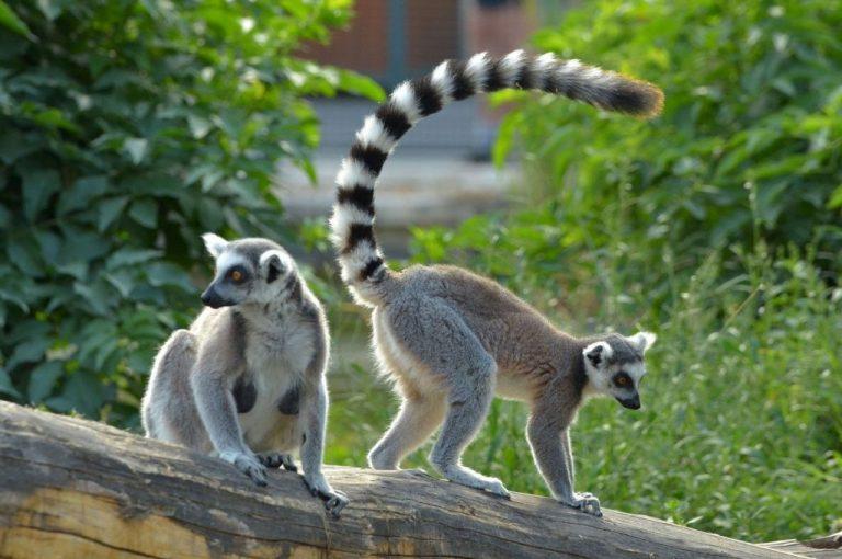 Ring Tailed Lemur – Facts, Habitat, Diet, Pictures