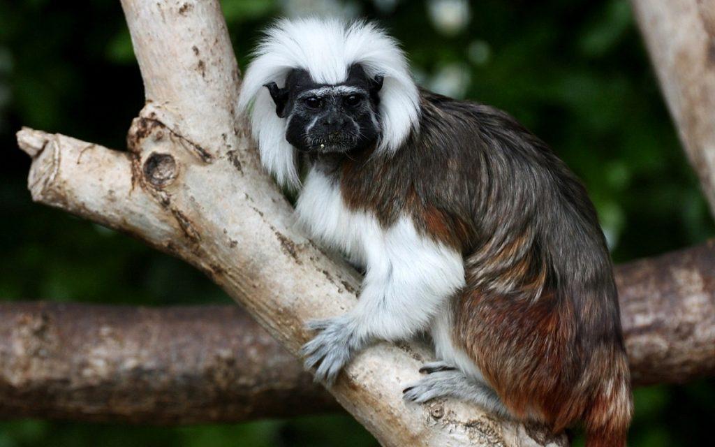 Cotton Top Tamarin – Facts, Description, Conservations Status, Pictures