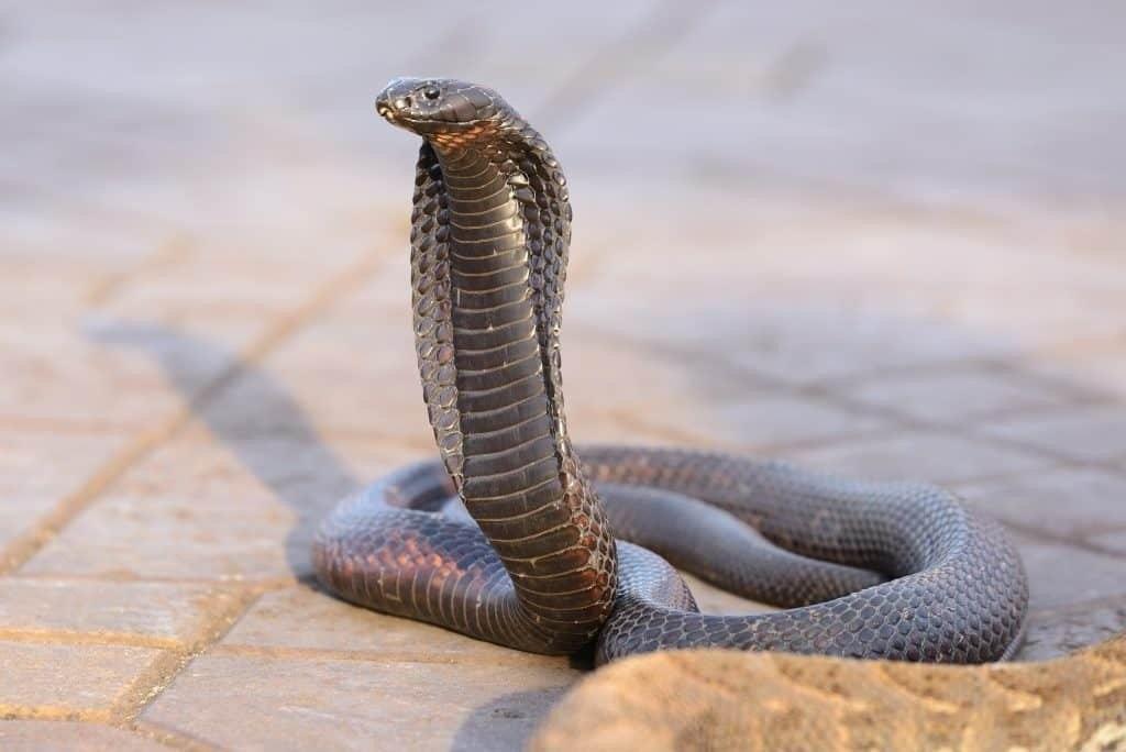 Egyptian Cobra Facts, Description, Diet, Pictures