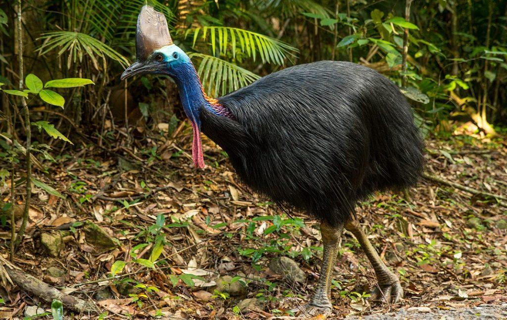 Cassowary Double Wattled Cassowary Information For Ki - vrogue.co