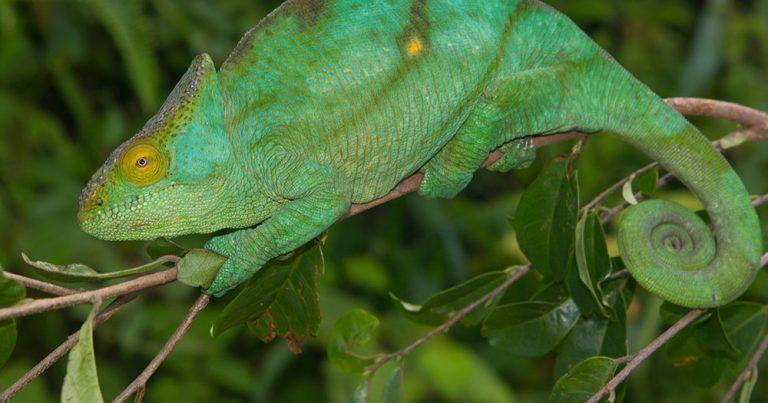 Parson’s Chameleon Facts, Size, Diet, Pictures