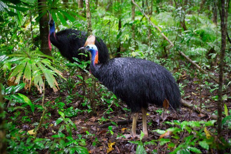 Southern Cassowary – Facts, Habitat, Diet, Pictures