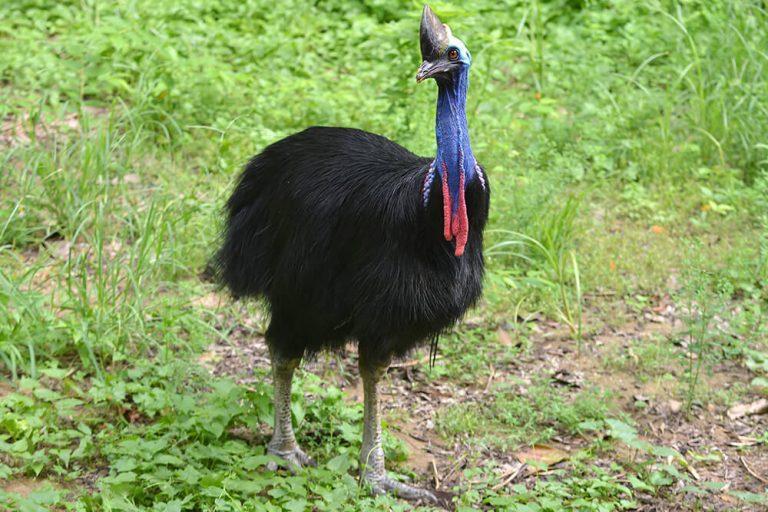 Southern Cassowary – Facts, Habitat, Diet, Pictures