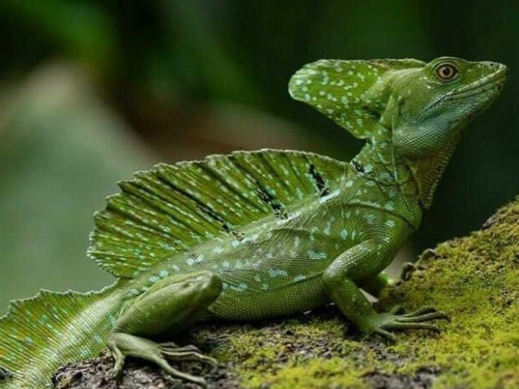 Green Basilisk – Facts, Size, Lifespan, Habitat, and Pictures