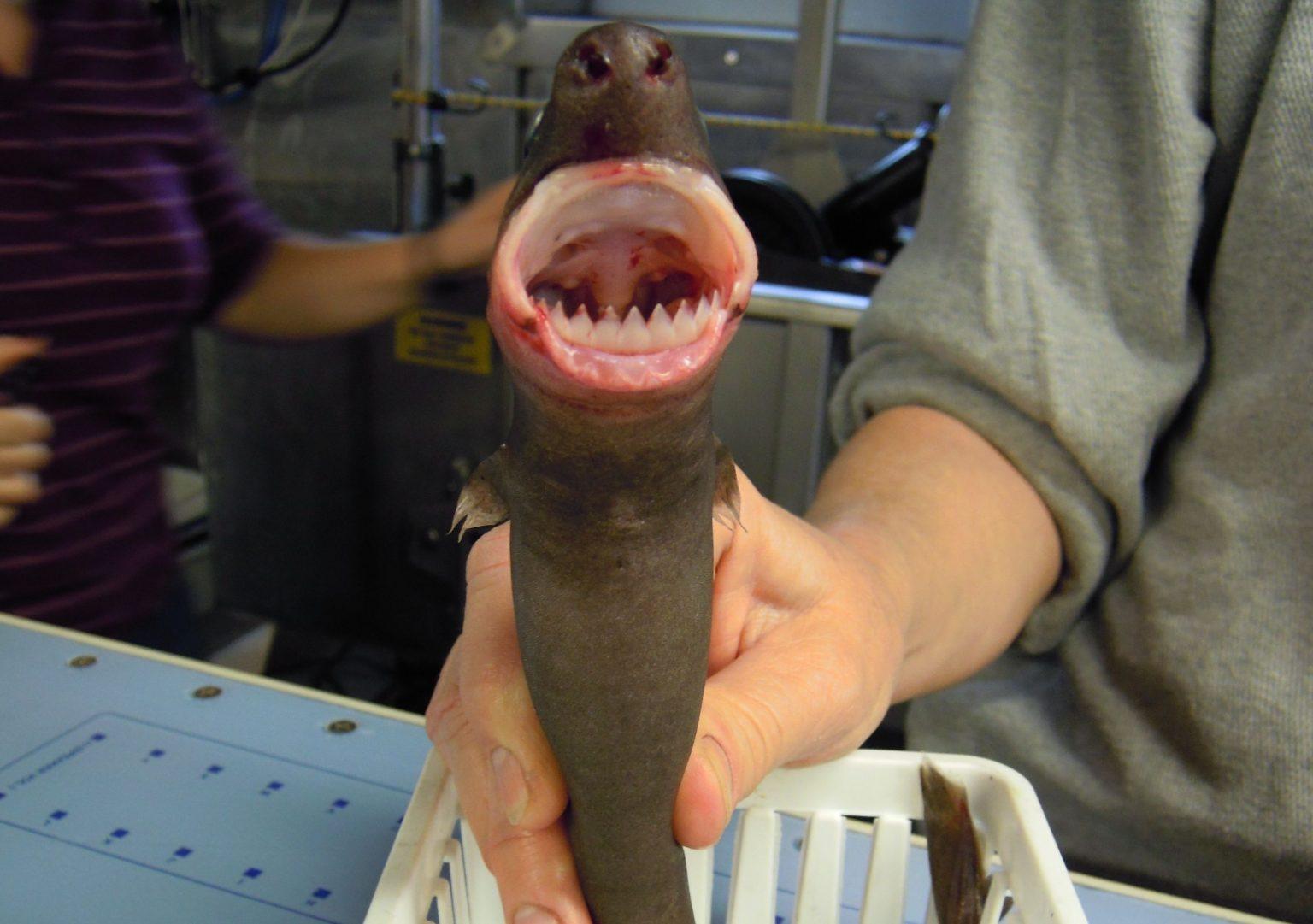 cookie-cutter-shark-facts-size-lifespan-and-pictures