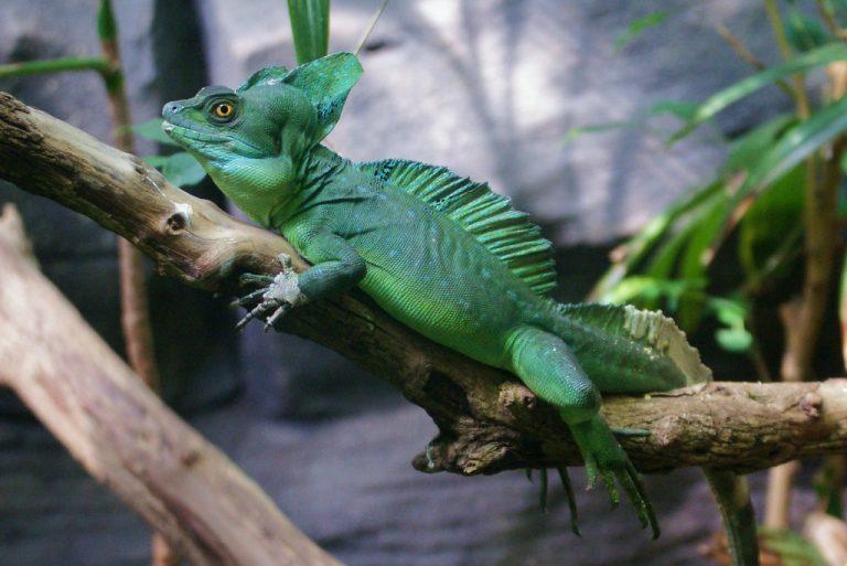 Green Basilisk – Facts, Size, Lifespan, Habitat, and Pictures