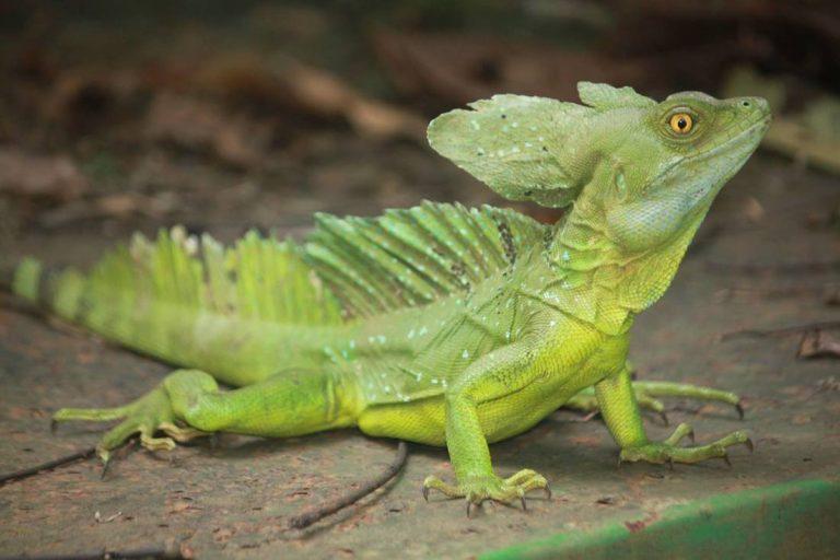 green-basilisk-facts-size-lifespan-habitat-and-pictures