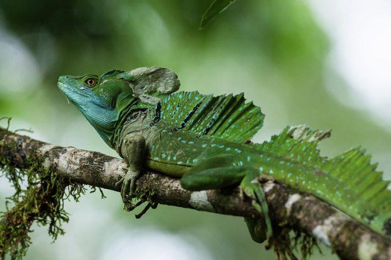 Green Basilisk – Facts, Size, Lifespan, Habitat, and Pictures