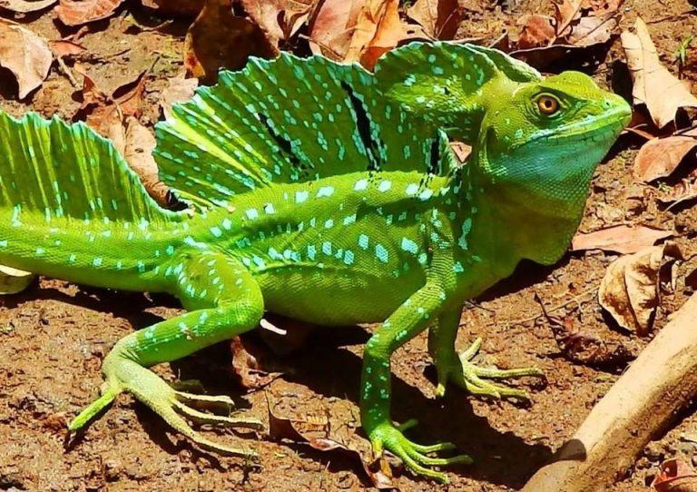 Green Basilisk Facts, Size, Lifespan, Habitat, and Pictures