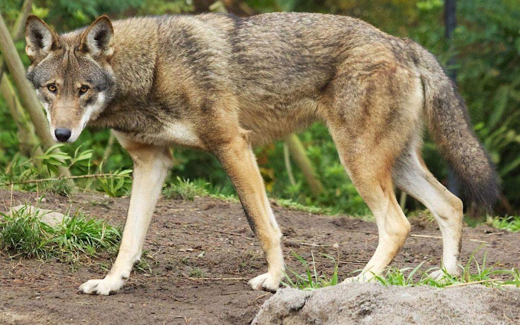 Meaning Of Red Wolf at David Maclennan blog