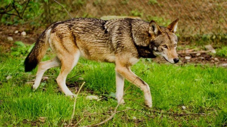 Red Wolf – Facts, Size, Habitat, Population, and Picture