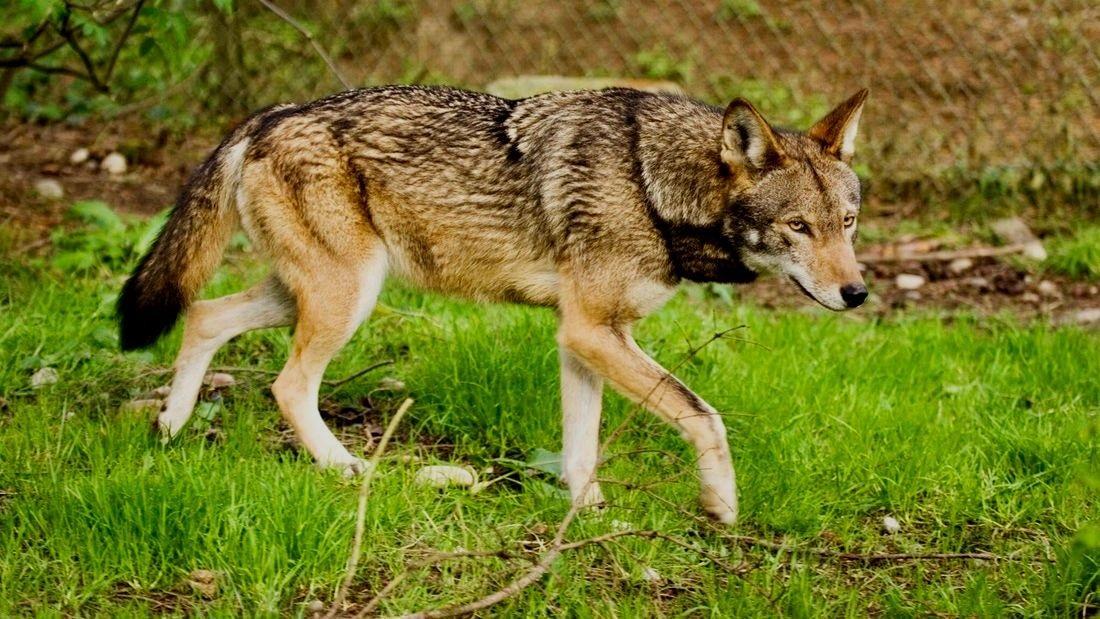 New Taiga Animal Sounds: Wolf, Fox, Bear, Deer, Squirrel, Duck