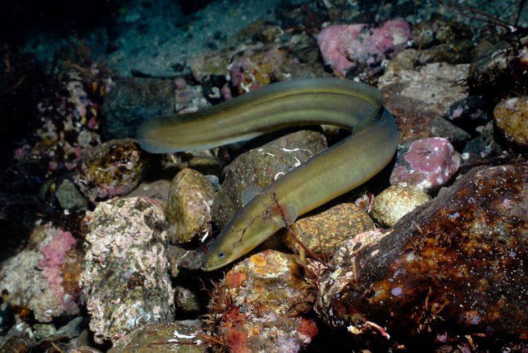 Eel Facts, Types, Reproduction, Life Cycle, Classification, Pictures