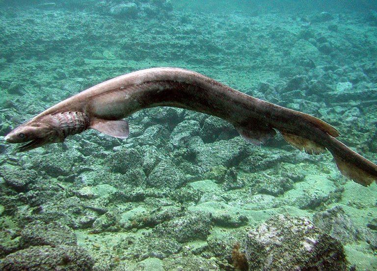 frilled shark