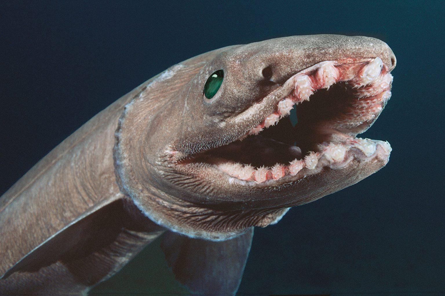 frilled-shark-facts-size-lifespan-diet-pictures